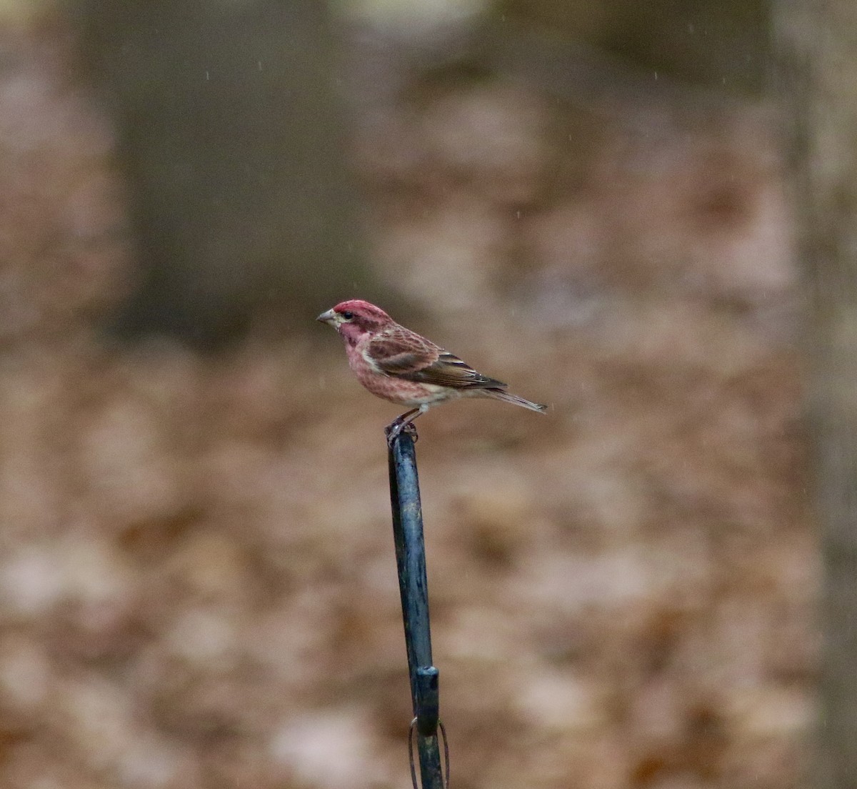Чечевиця кармінова - ML647792418