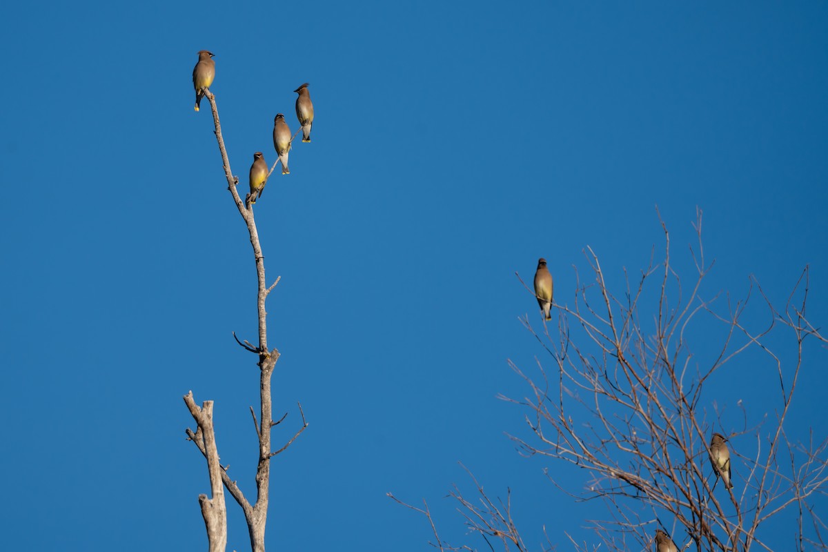 ヒメレンジャク - ML647792421