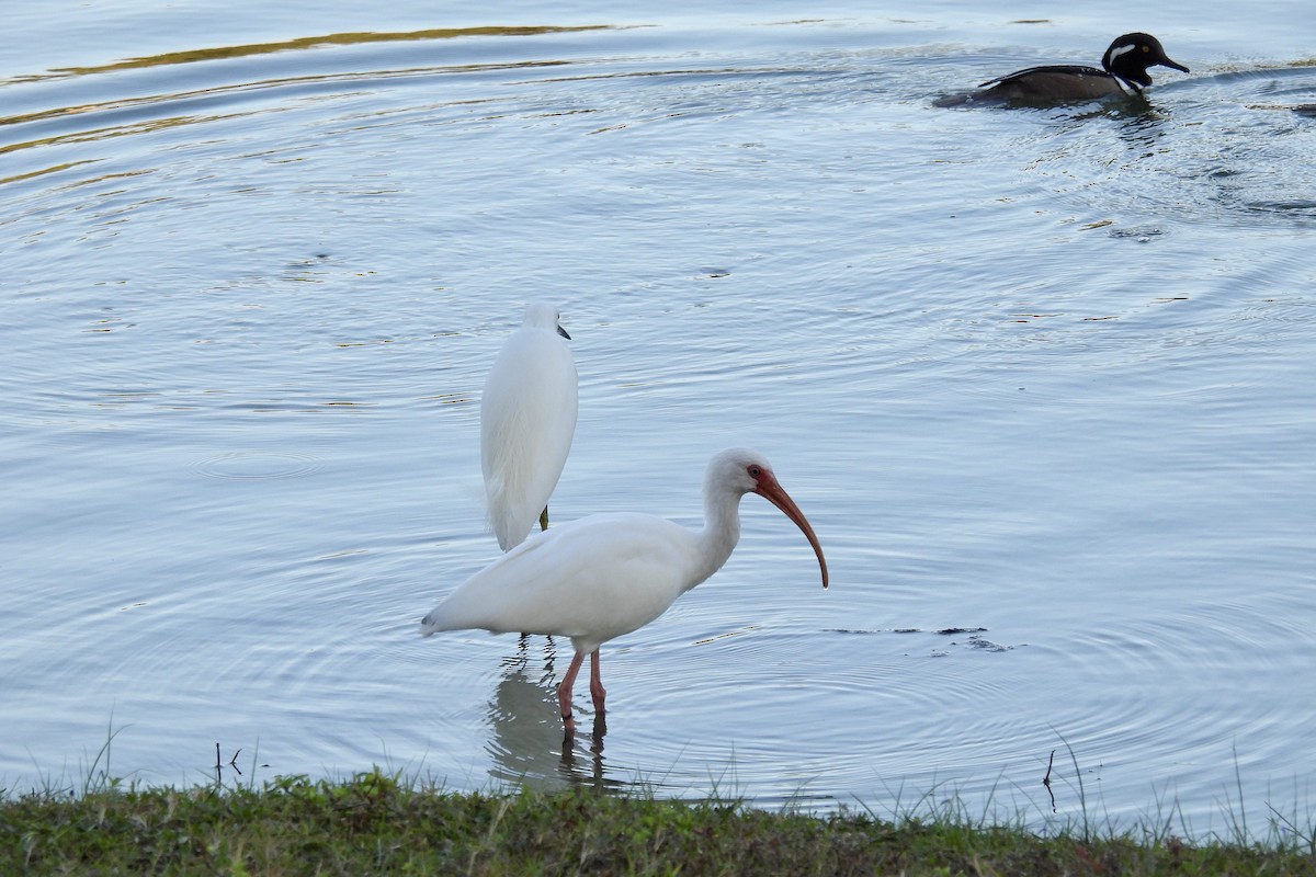 Ібіс білий - ML647792424