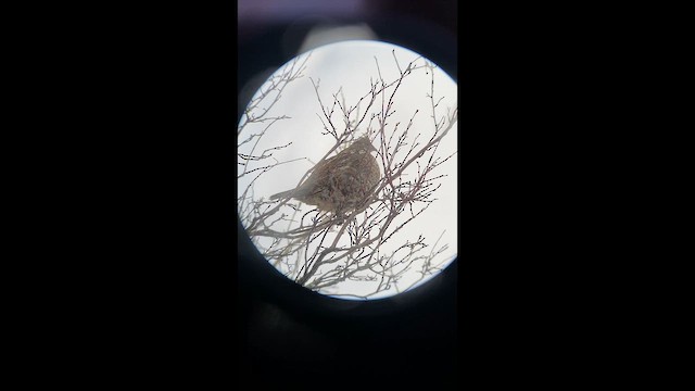 Ruffed Grouse - ML647792459