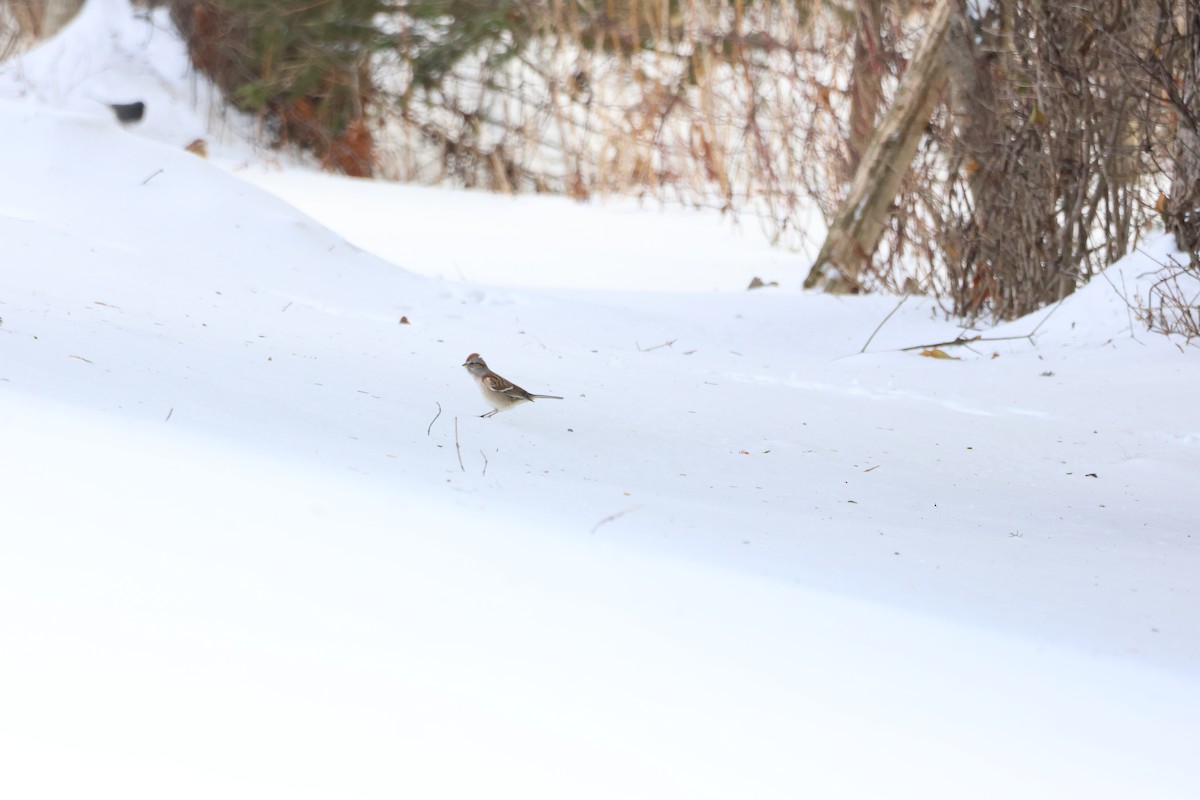 Пасовник північний - ML647792490
