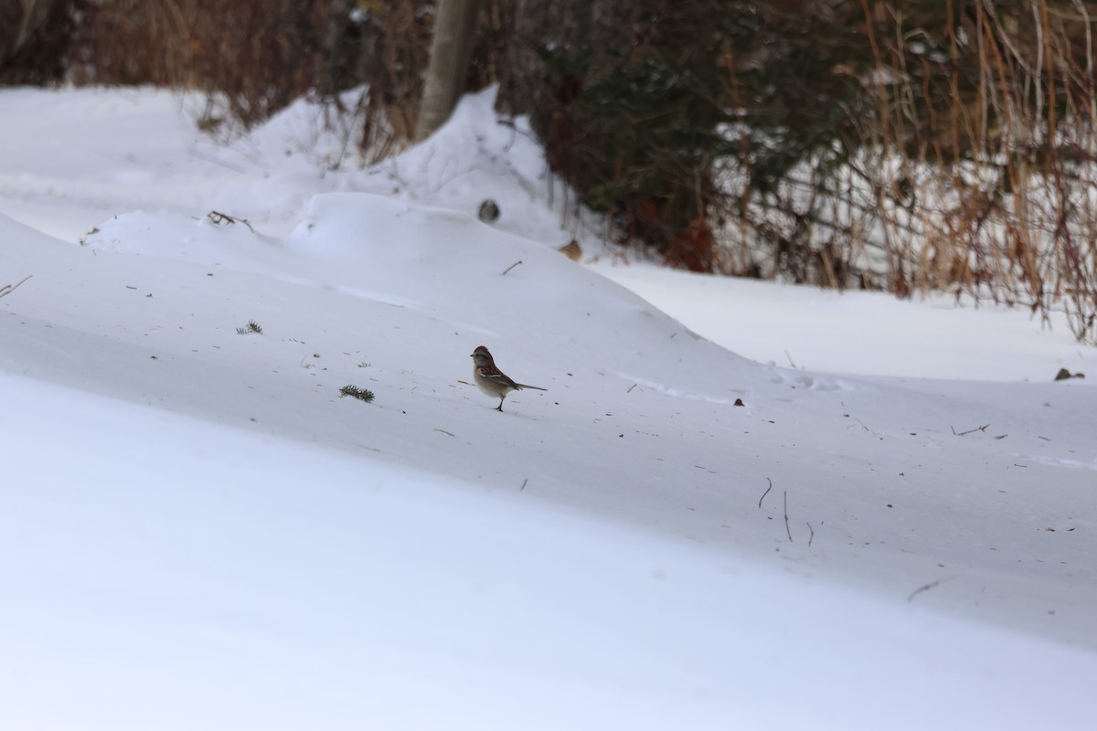 Пасовник північний - ML647792491