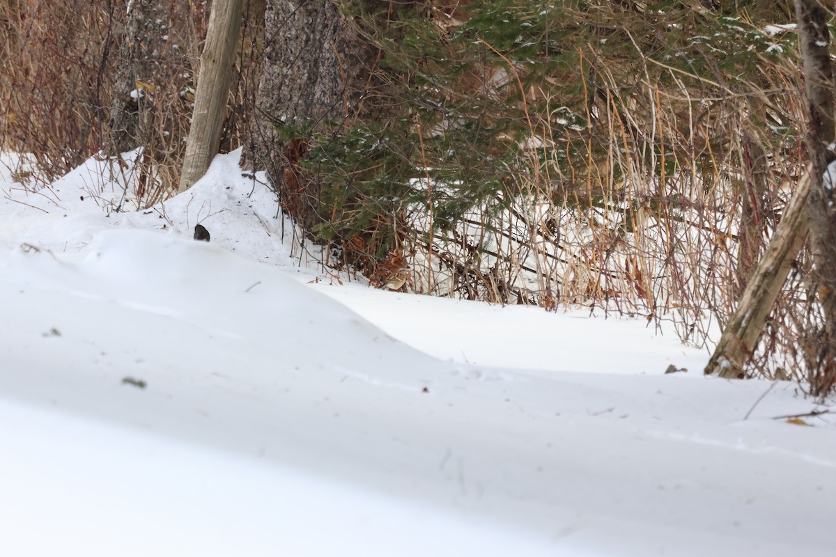 Пасовник північний - ML647792495