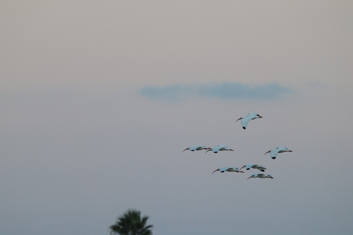 Ібіс білий - ML647792510