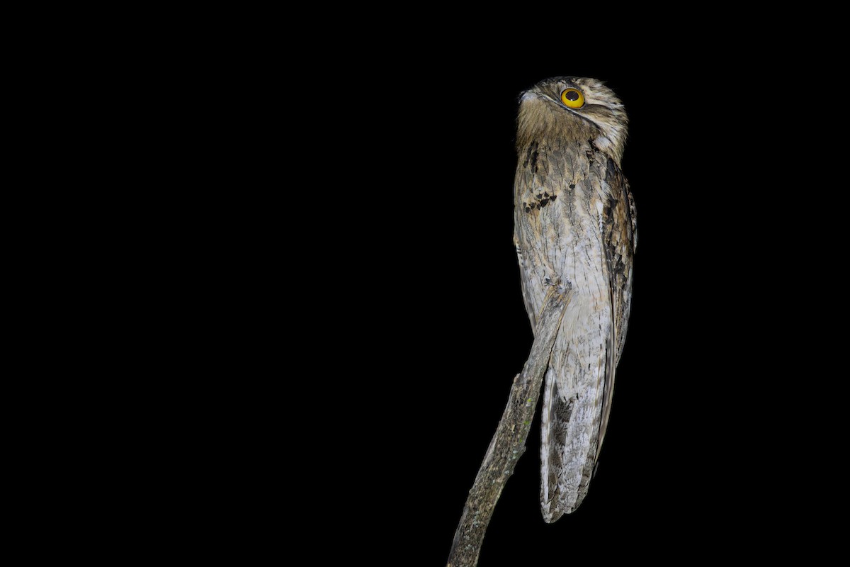 Mexikotagschläfer - ML647792523