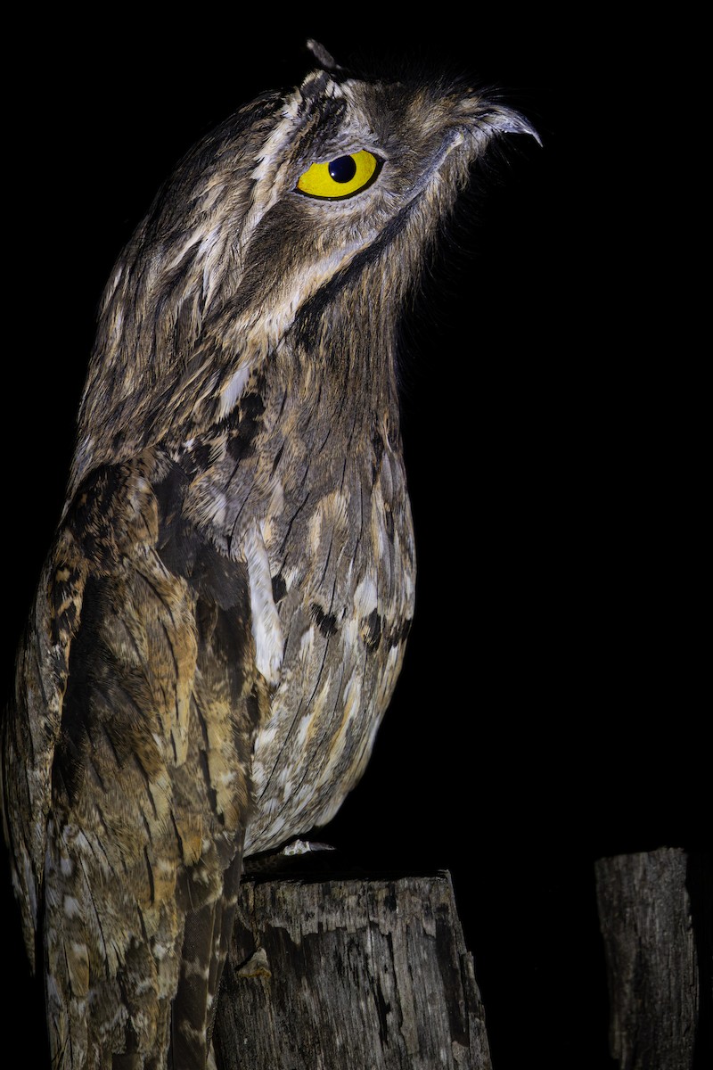 Mexikotagschläfer - ML647792525