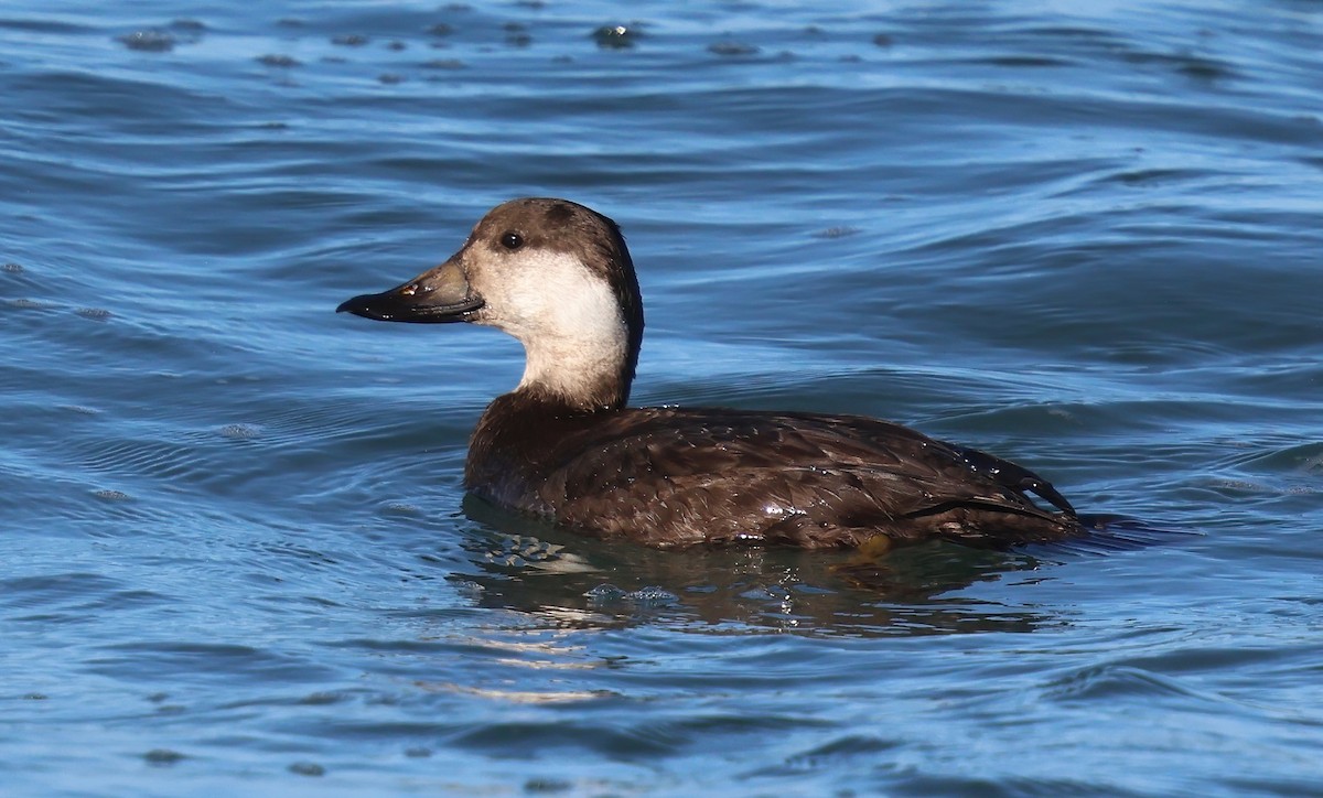 Американская синьга - ML647792530