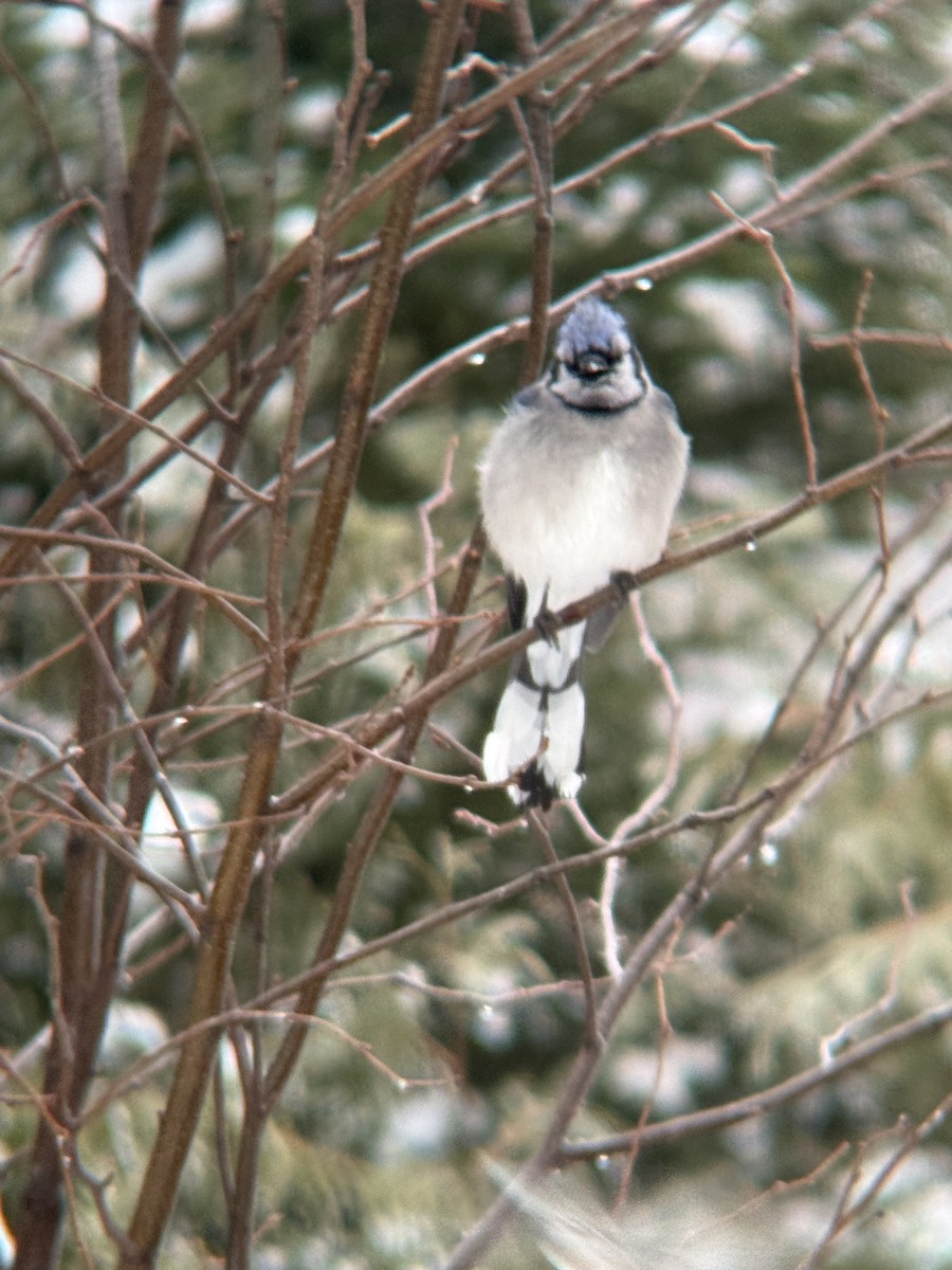 Blue Jay - ML647792534