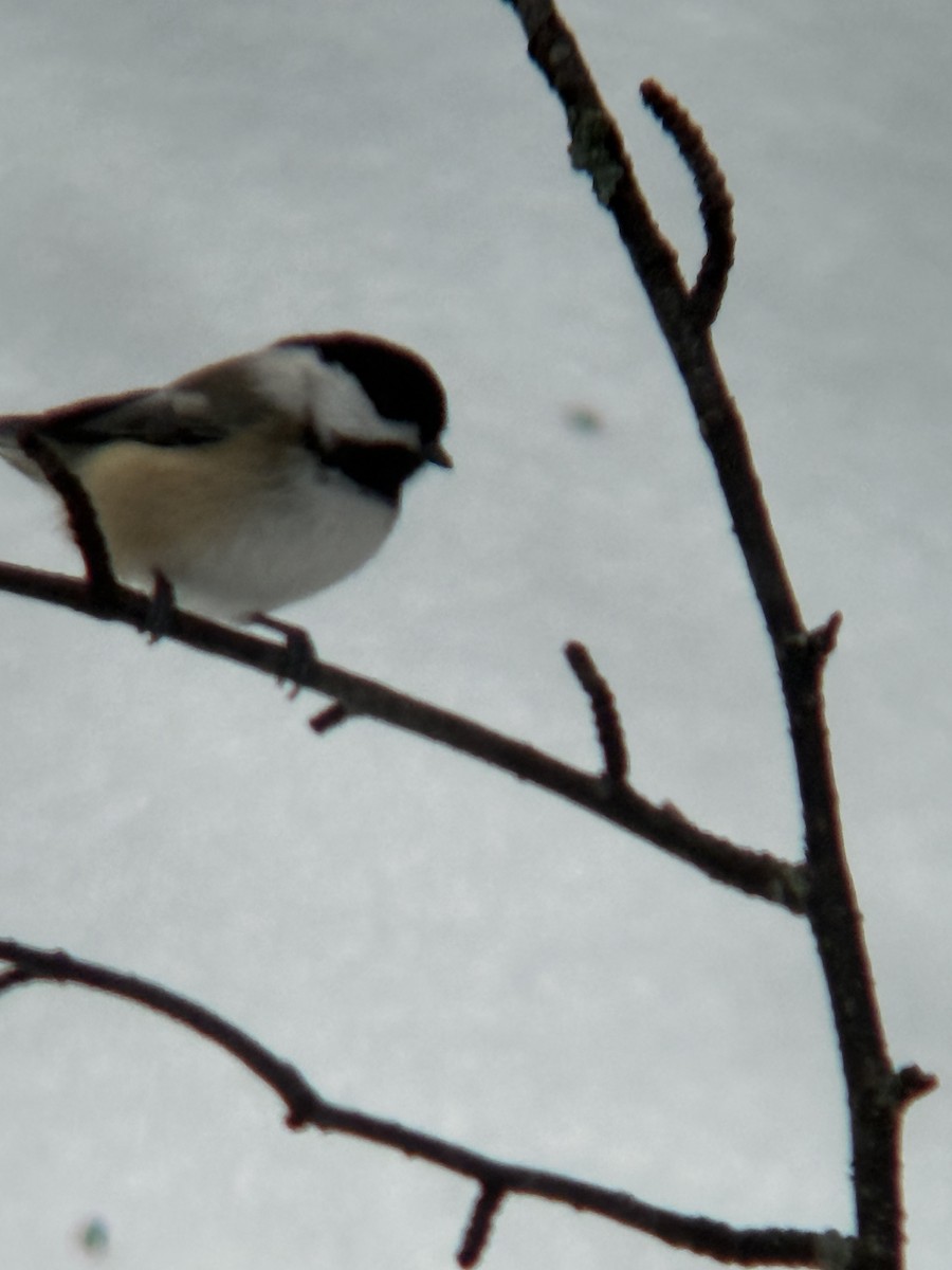 Гаїчка світлокрила - ML647792545