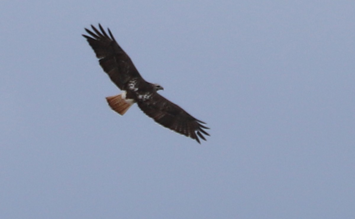 Red-tailed Hawk - ML647792561