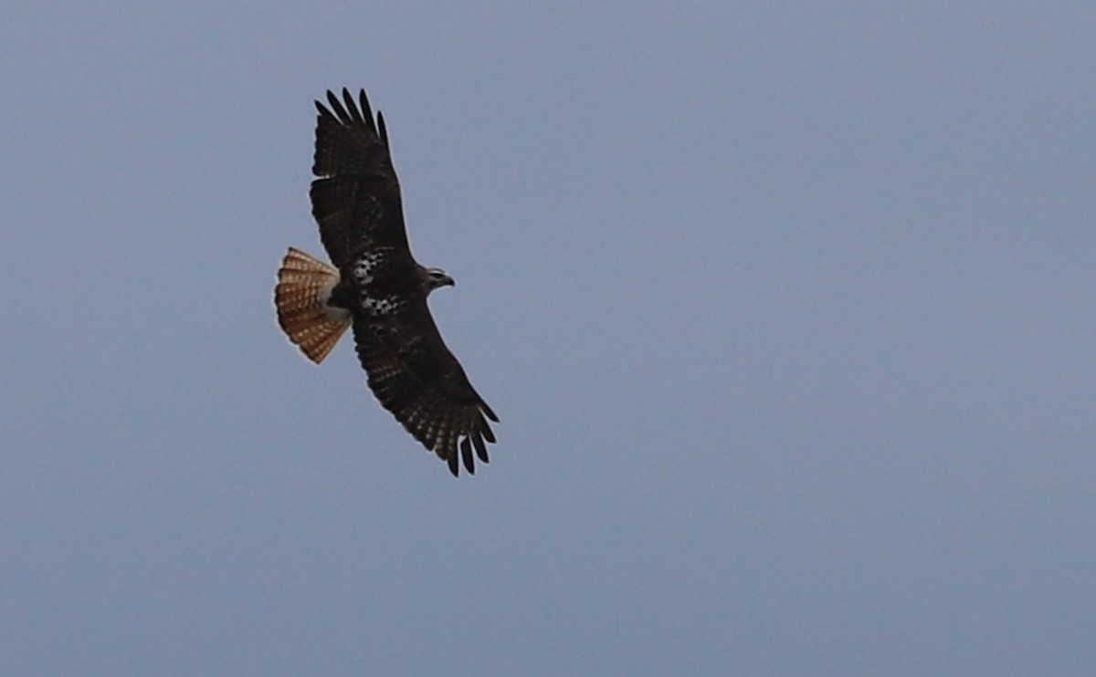 Red-tailed Hawk - ML647792568