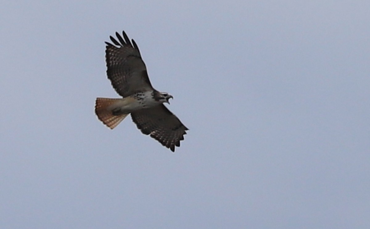 Red-tailed Hawk - ML647792572