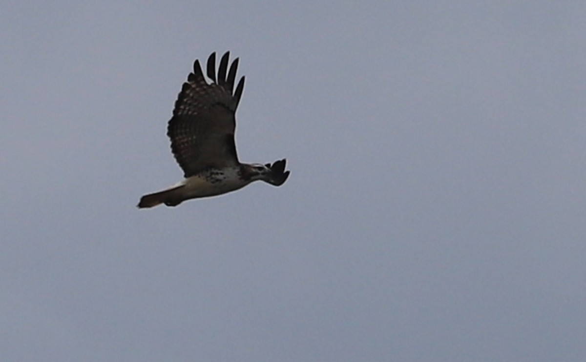 Red-tailed Hawk - ML647792574