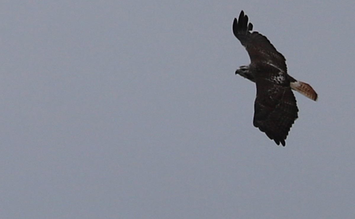 Red-tailed Hawk - ML647792582