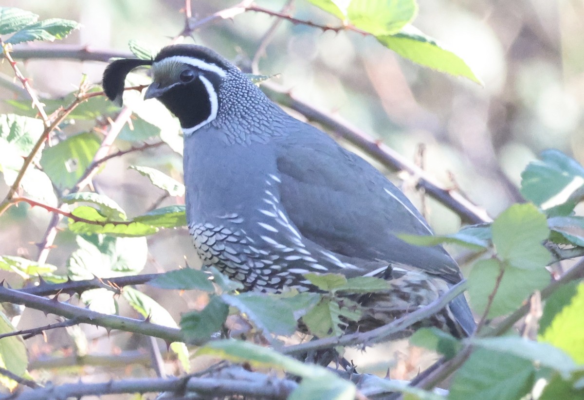 California Quail - ML647792590