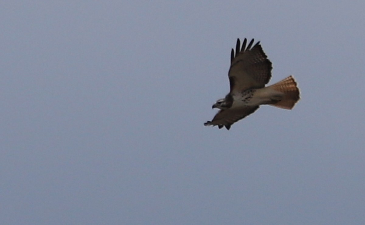 Red-tailed Hawk - ML647792592