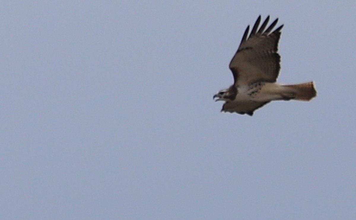 Red-tailed Hawk - ML647792597