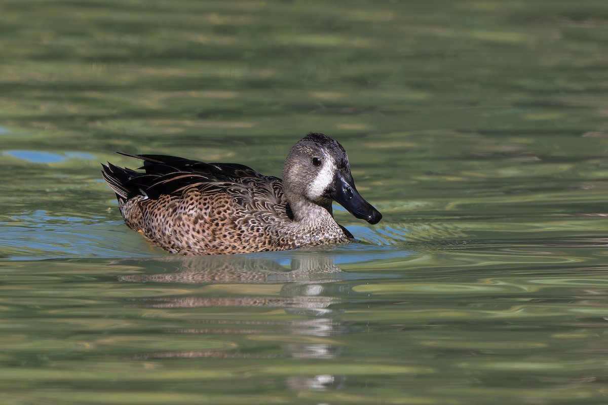 Blue-winged Teal - ML647792599
