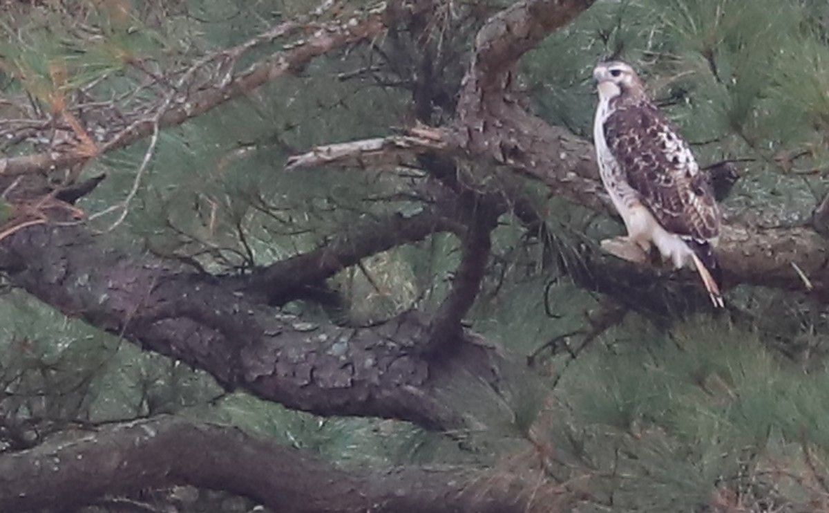 Red-tailed Hawk - ML647792607