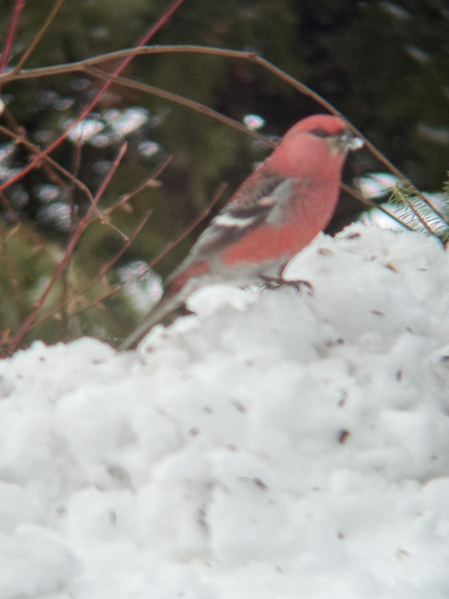 Pinu-gailupa - ML647792608