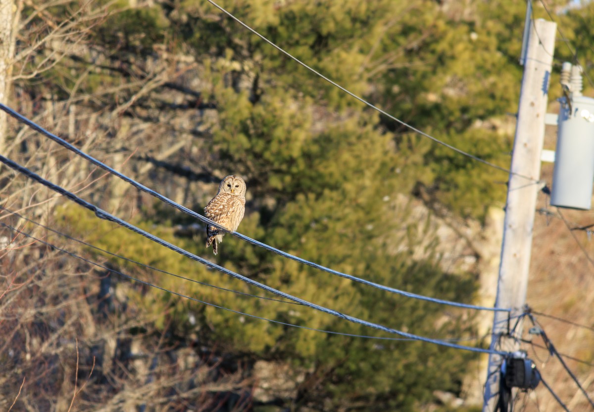 Çizgili Baykuş - ML647792619