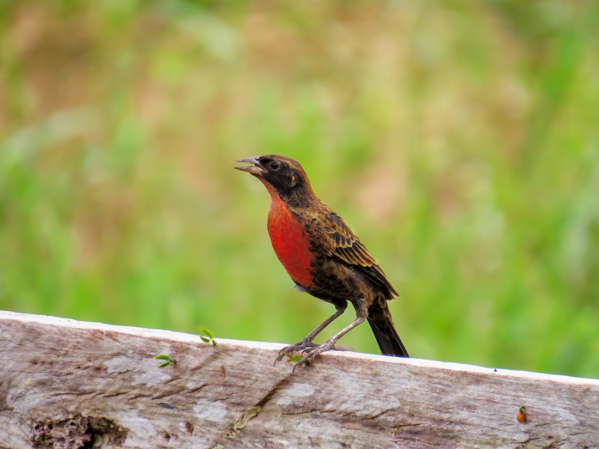 Red-breasted Meadowlark - ML647792638