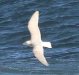 アイスランドカモメ - ML647792640