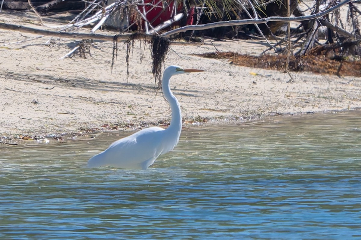Great Egret - ML647792642