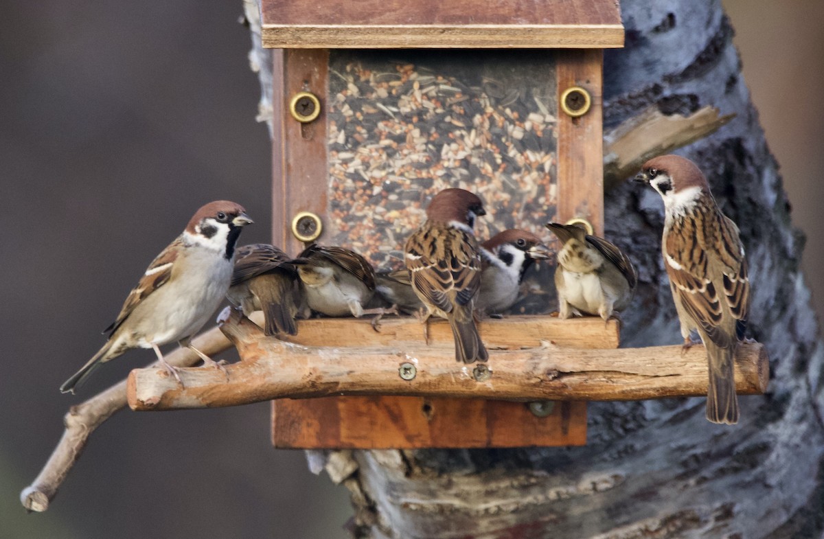 Gorrión Molinero - ML647792646