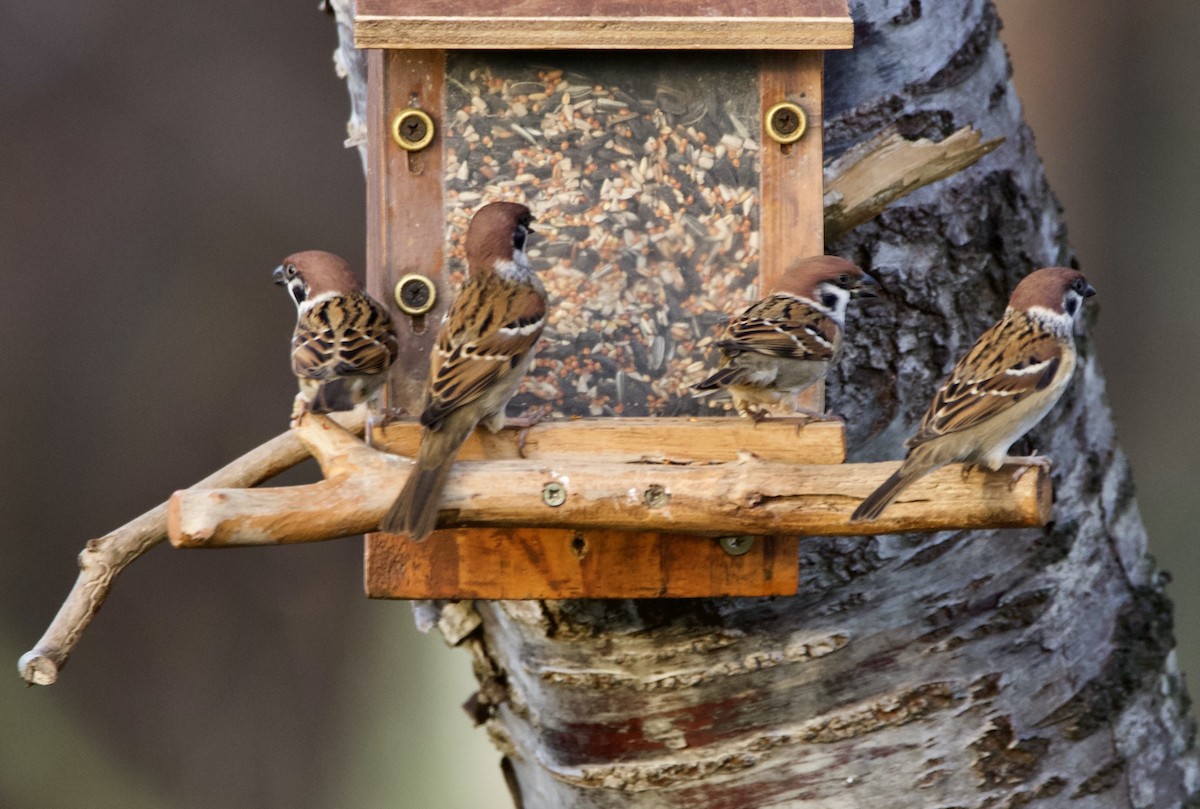 Gorrión Molinero - ML647792647