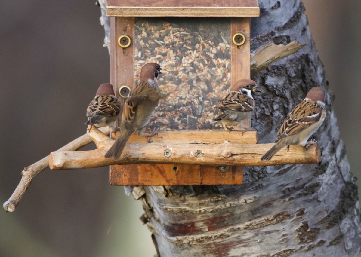 Gorrión Molinero - ML647792648
