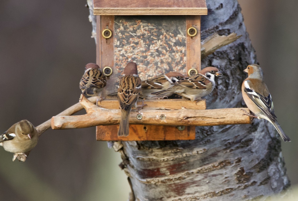 Gorrión Molinero - ML647792649