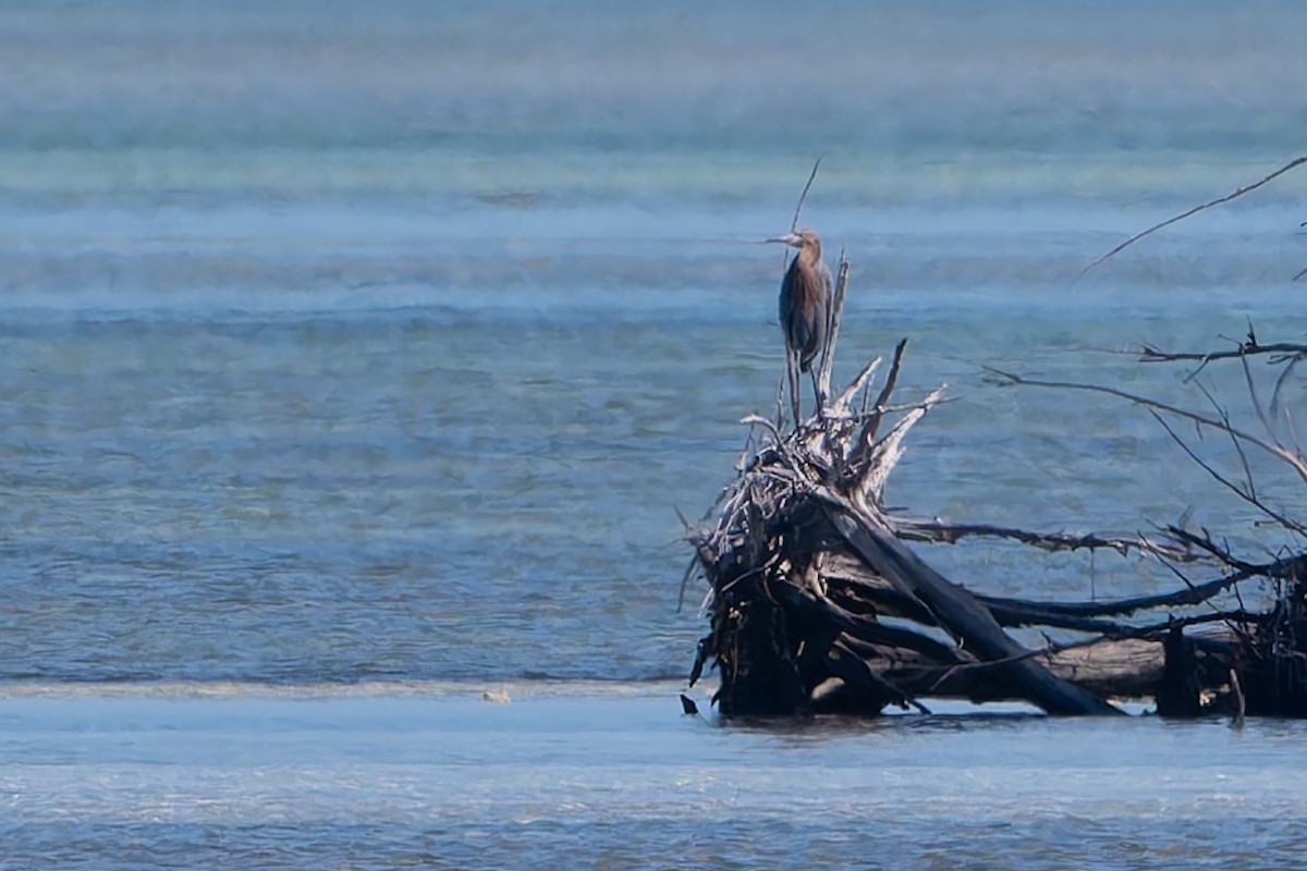 Reddish Egret - ML647792651