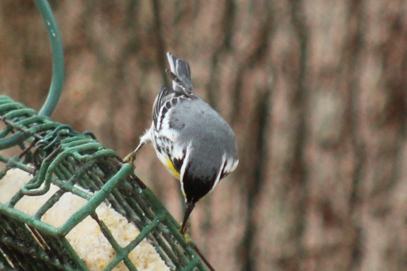 Yellow-throated Warbler - ML647792655
