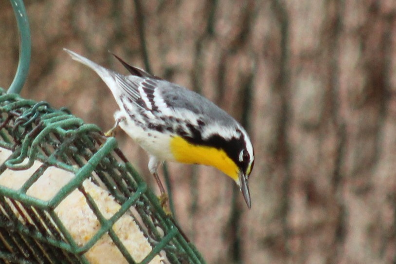 Yellow-throated Warbler - ML647792656