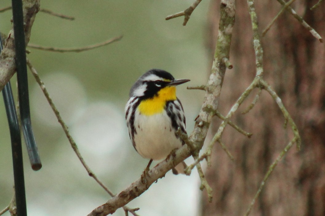 Yellow-throated Warbler - ML647792657