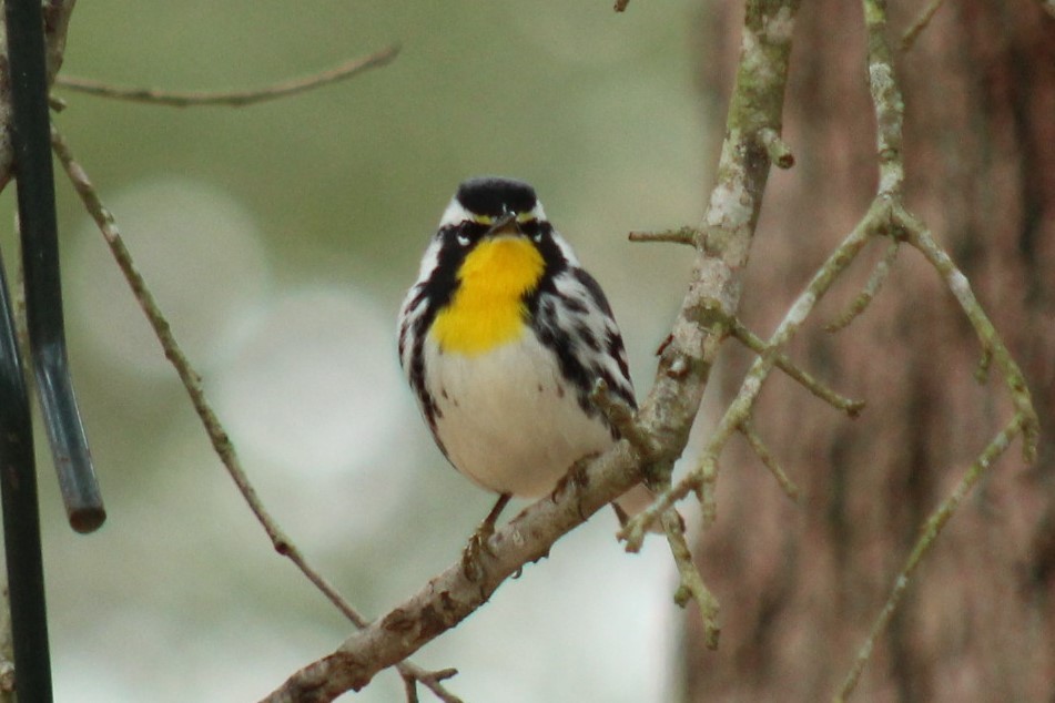 Yellow-throated Warbler - ML647792658