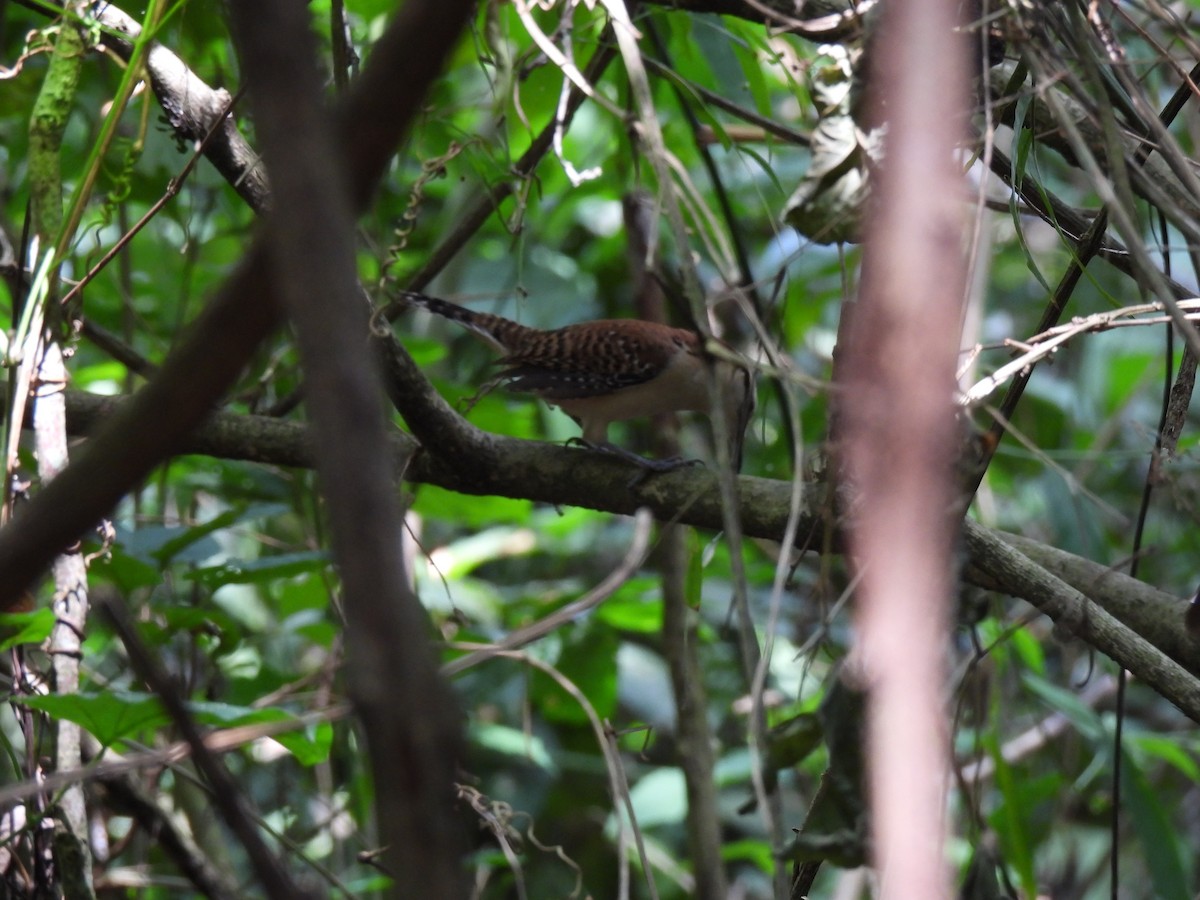 Rufous-backed Wren - ML647792660