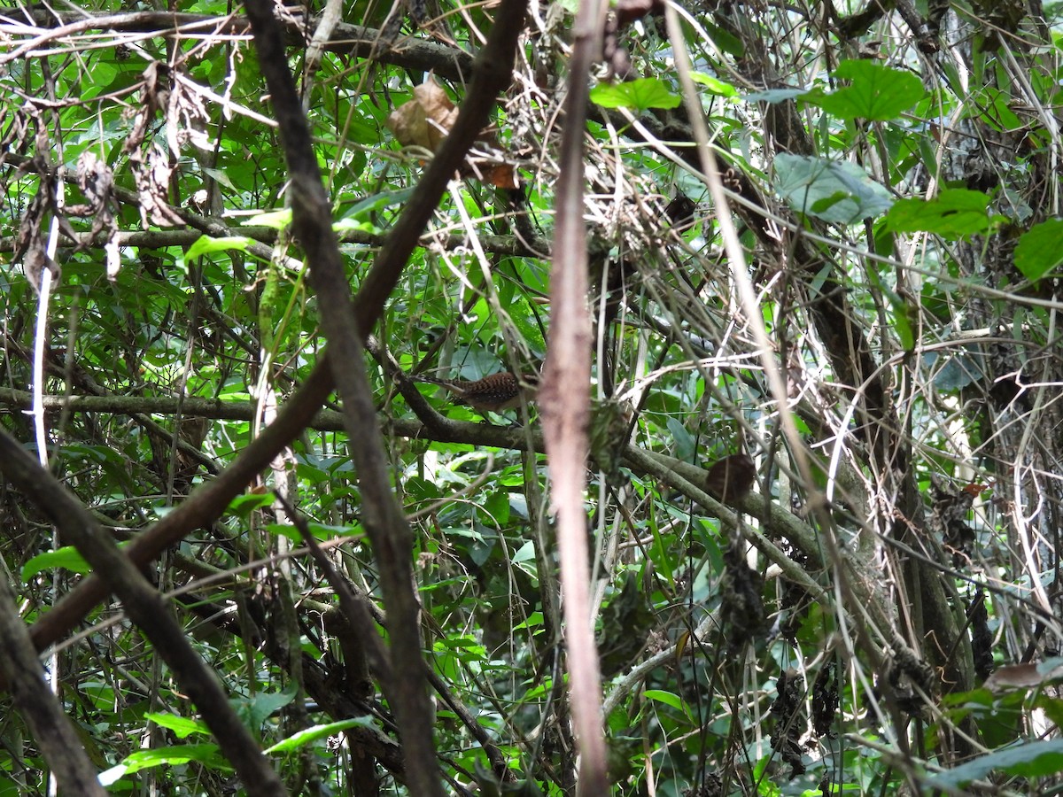 Rufous-backed Wren - ML647792661