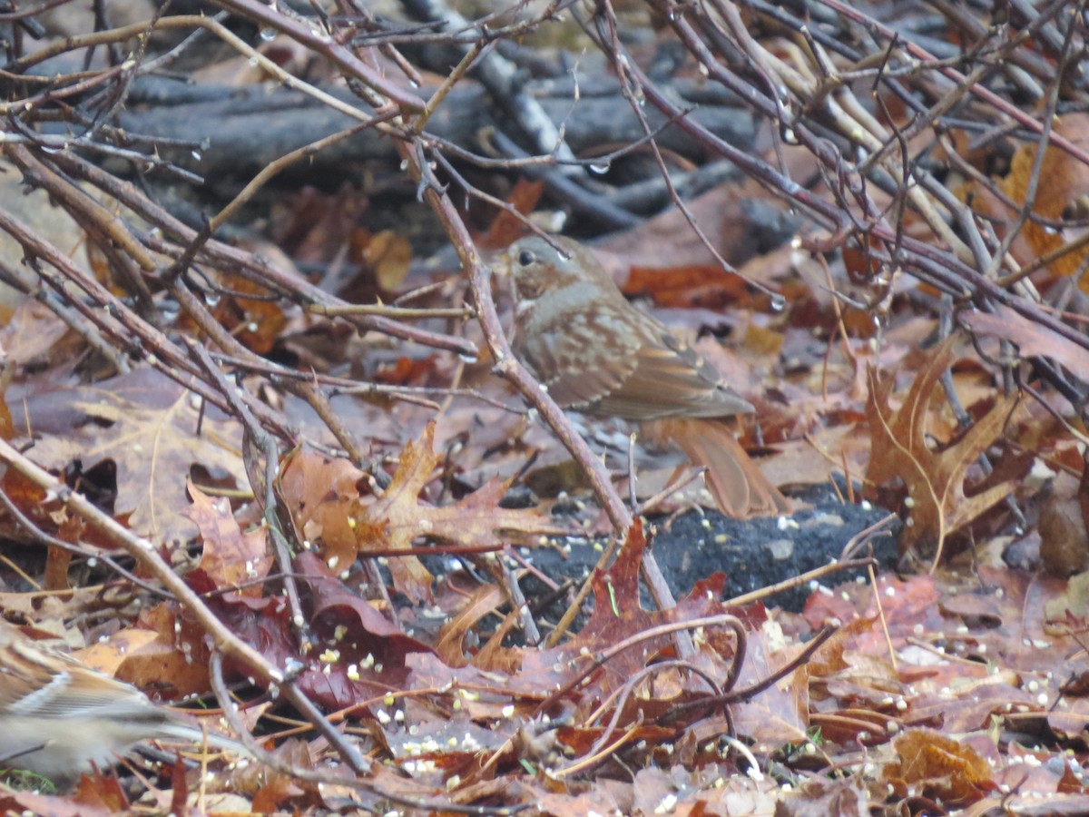 strnadec kaštanový (ssp. iliaca/zaboria) - ML647792677