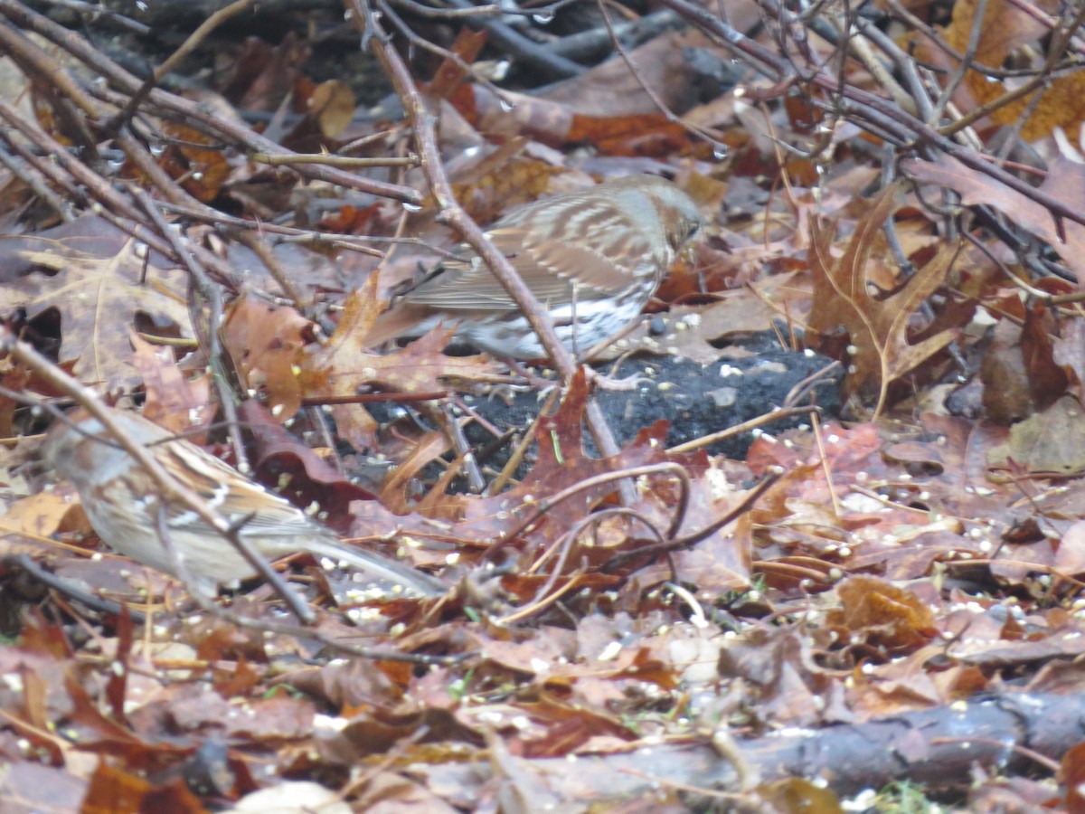 strnadec kaštanový (ssp. iliaca/zaboria) - ML647792678