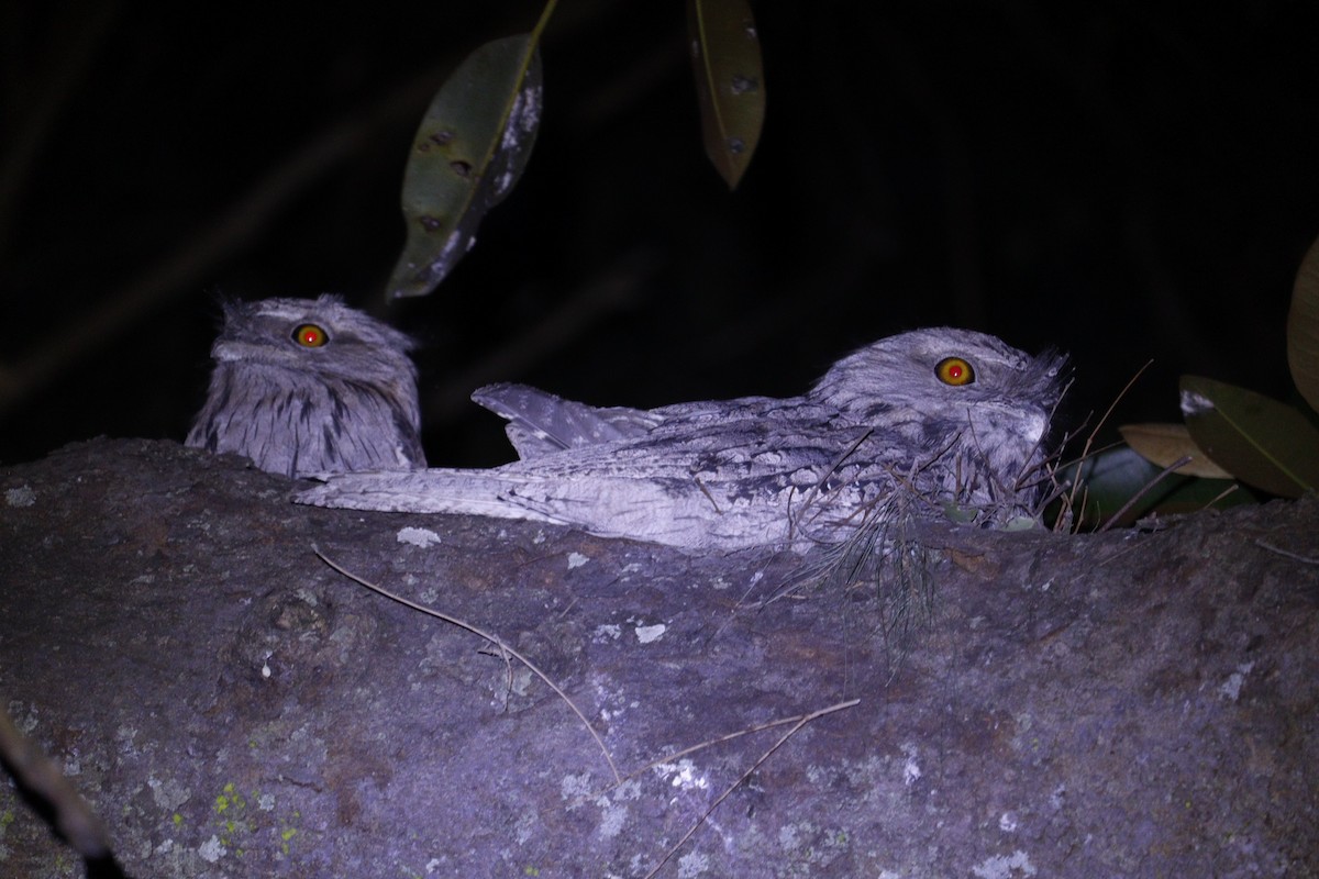 Tawny Frogmouth - ML647792703