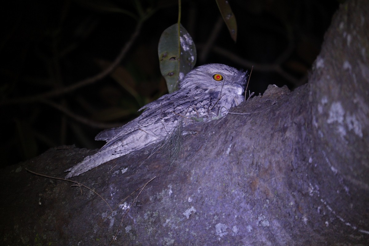 Tawny Frogmouth - ML647792708