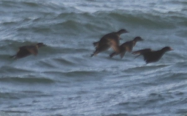 Американская синьга - ML647792709