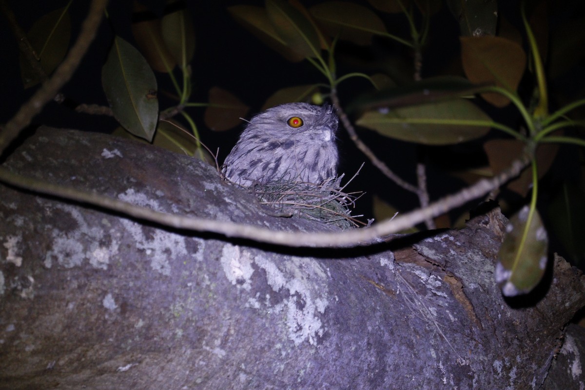 Tawny Frogmouth - ML647792710