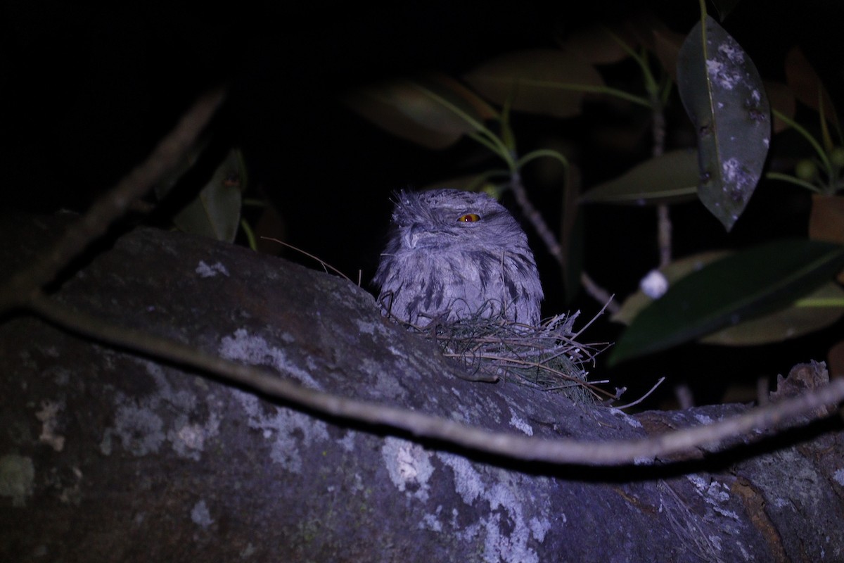 Tawny Frogmouth - ML647792711