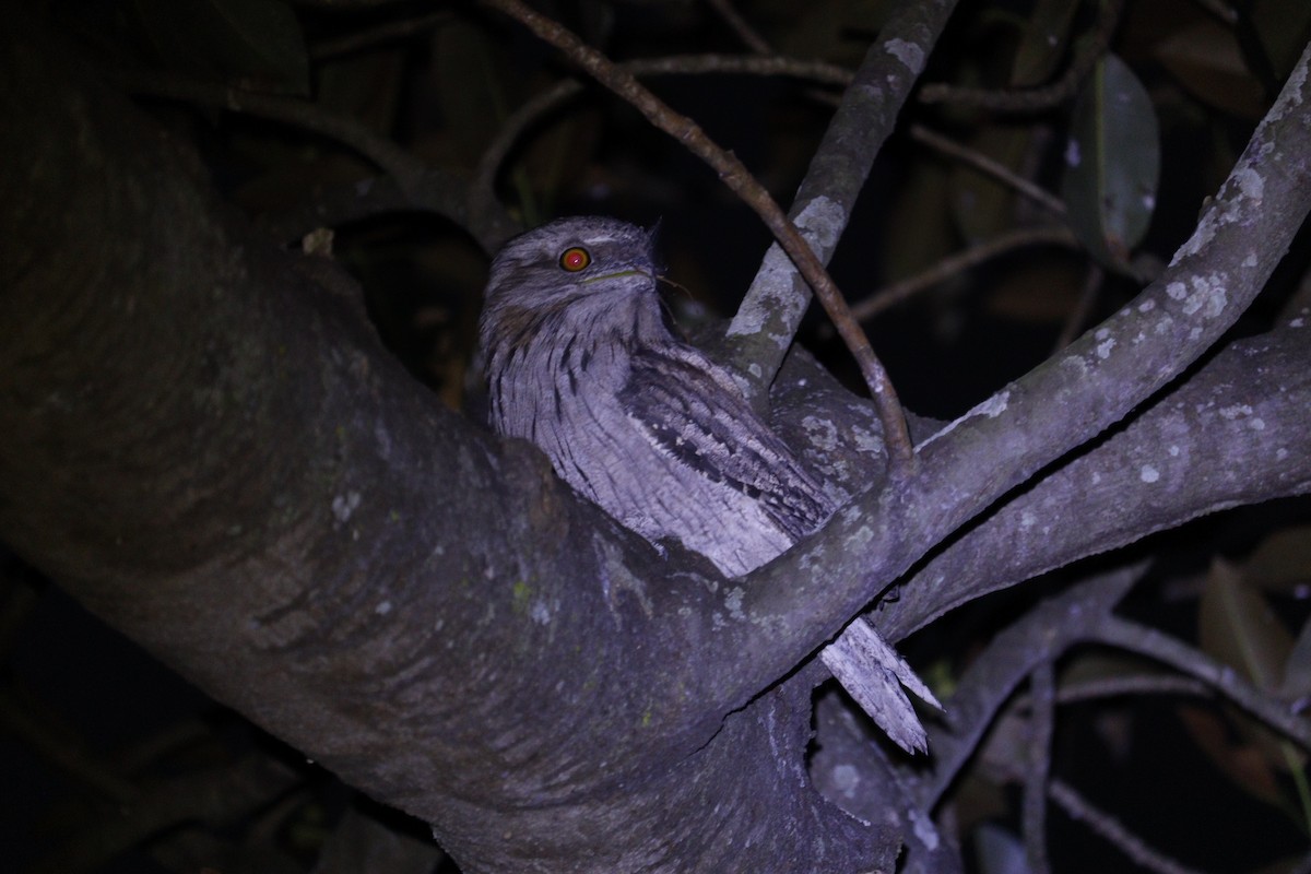 Tawny Frogmouth - ML647792712