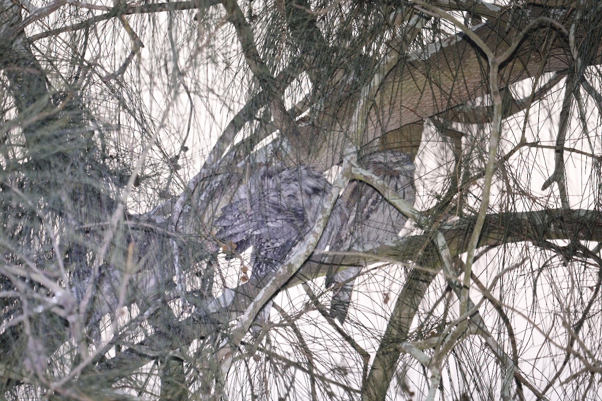 Tawny Frogmouth - ML647792715