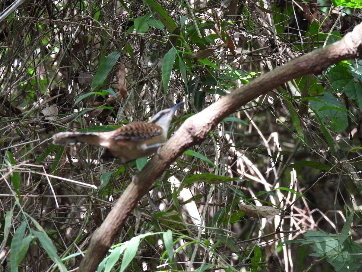 Rufous-backed Wren - ML647792717