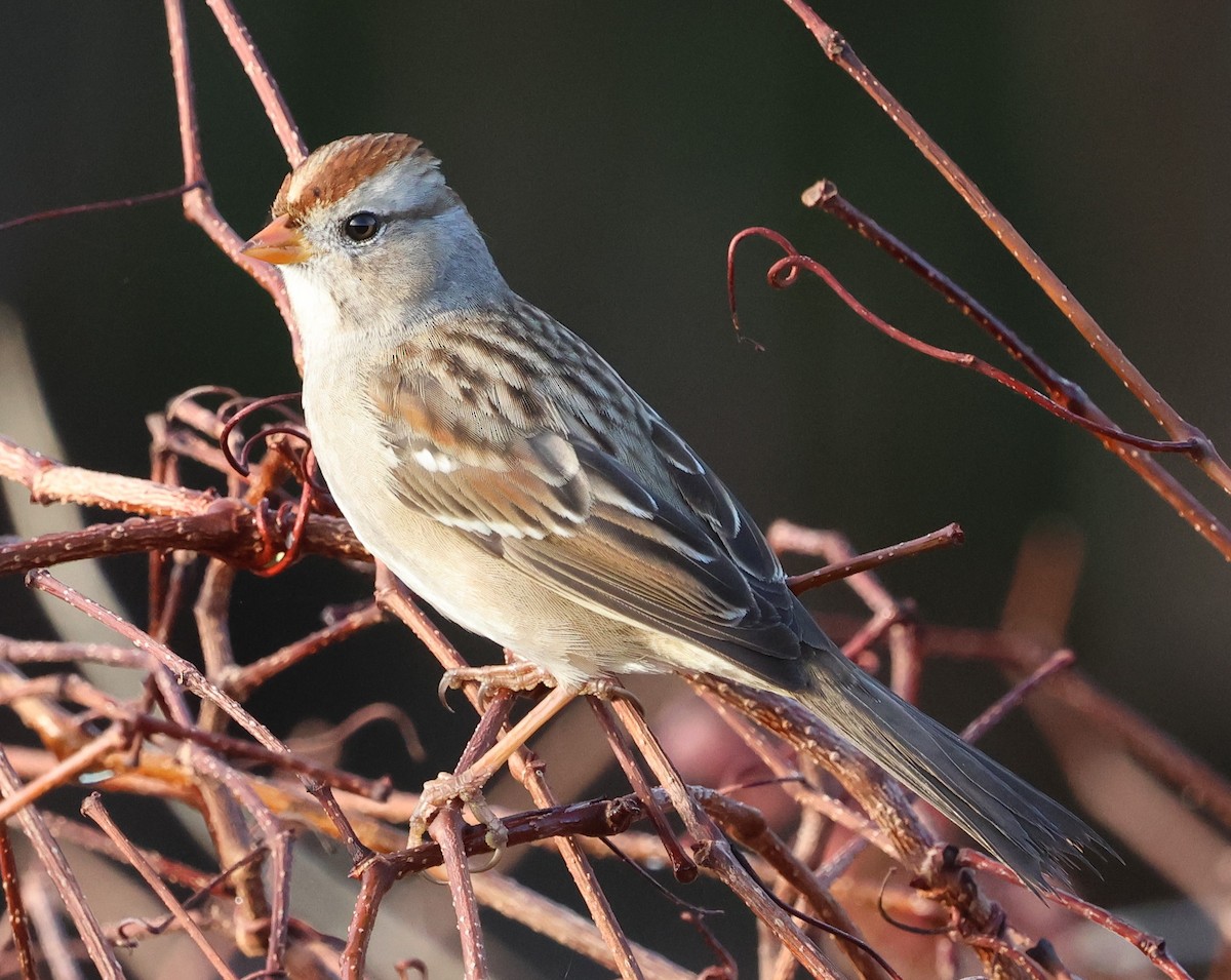 Porsuk Serçesi - ML647792725